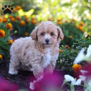 Lily, Havapoo Puppy
